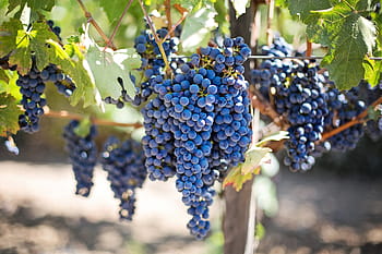 borůvkové ovoce, fialové hrozny, vinice, napa valley, vinice napa, hrozny, révy, vinná réva, vinné hrozny, hroznů, ovoce