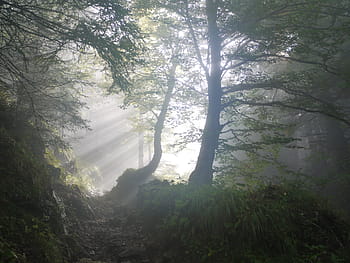 silueta, strom, během dne, vzestup, ráno, mlha, sluneční paprsek, mystický, brzy ráno, nálada, bezbarvý