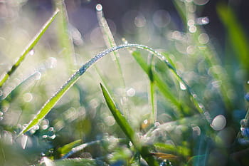 Cool Dew, Cool, Rocío, gotas, bosque, hierba, mañana, naturaleza, gota, macro, primer plano