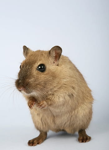 brown mouse, animal, attractive, beautiful, brown, close, closeup, close-up, creature, critter, cuddly