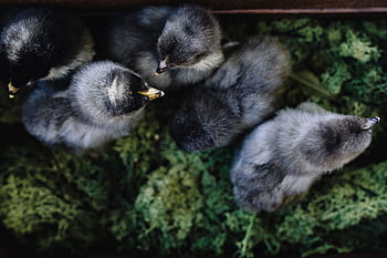 bayi bayi hitam, anak ayam, hewan, imut, menggemaskan, burung, hitam, ayam, bayi, paskah, berbulu