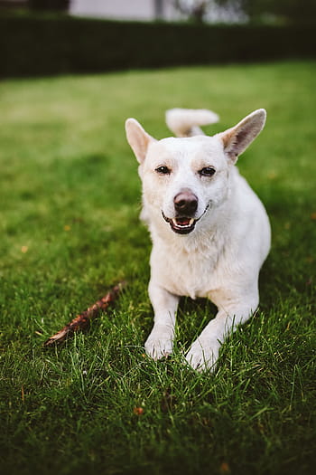 再生、 スティック、 犬、 ペット、 動物、 楽しい、 幸せ、 遊び、 白い犬、 アウトドア、 草