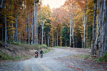 dva, muž, jezdectví, motocykl, obklopen, stromy, lidé, cesta, motokrosová motorka, motorky, cyklisty