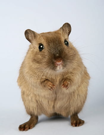 brown chinchilla, animal, attractive, beautiful, brown, close, closeup, close-up, creature, critter, cuddly