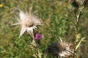 Thistle, Plant, Weed, Natural, Flora, leaf, blossom, thorn, wild, bloom, stem