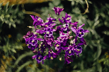 Aquilegia vulgaris, bunga, ungu, European Columbine, violet, Flora, mekar, botani, kelopak, bersifat merpati, alam