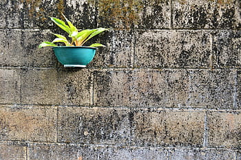 negative space, flower pot, hand made pot, hanging pot, cement pot, gardening, mawanella, ceylon, sri lanka, wall - Building Feature, plant