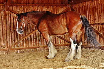 hnědý, bílý, kůň, klec, shire horse, velký kůň, jízda, reitstall, spojka, louka, zvíře