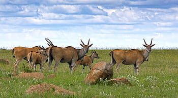 bylina, Jelen, pole, tráva, eland, antilopa, dolar, zvíře, volně žijících živočichů, Afrika, pastviny