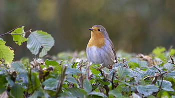 selektiv, fokus fotografie, braun, grau, Vogel hocken, Baum, Vogel, Schnabel, Feder, Tier, fliegen
