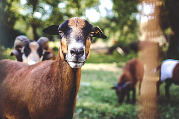 potret kambing ?, Kambing, Potret, hewan, tampilan, alam, kebun binatang, mamalia, Adegan pedesaan, di luar ruangan, pertanian