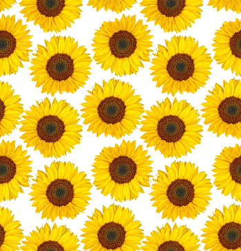 girasole, estate, fiori gialli, innumerevole, senza soluzione di continuità, modello, successione, sfondo, per sempre, devi solo guardare, naturale