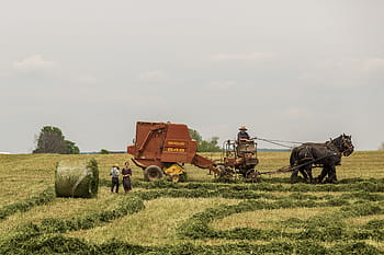 man, using, farm, heavy, equipment, red, hay, tractor, pulled, black, legged