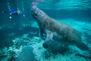 persona, immersione, Leone marino, subacqueo, foto, lamantino, nuoto, marino, animale, mare, acqua