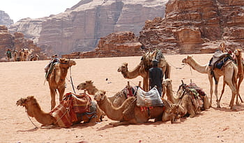 jordan, wadi rum, desert, sand, wadi, camel, caravan, landscape, desert ship, camels, sand stone