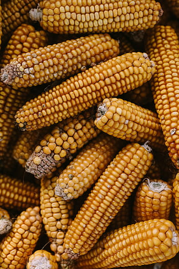 Tongkol jagung, kuning, memasak, sereal, jagung, makanan, sayur-sayuran, pertanian, ubi jalar, organik, alam