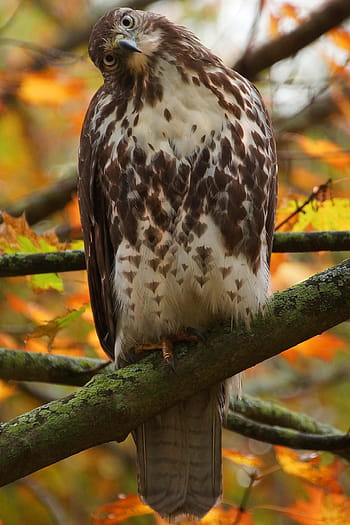 hawk, red tail hawk, nature, bird