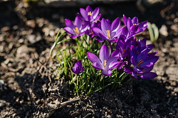 warna kuning kemerahan, bunga, ungu, mekar, musim semi, flora, crocus