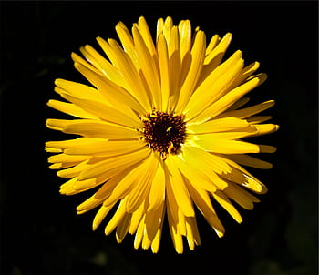 floare galbenă, galben, floare, macro, lovitură, fragilitate, petală, cap de floare, prospeţime, plantă, nici o persoana