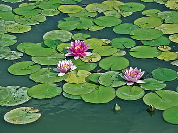 water lilies, leaf, pond, nature, summer, flower