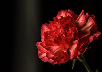 Červené, karafiát květ, izolovaný, Černá, Pozadí, dianthus, květ, rostlina, zahrada, letní, sezóna