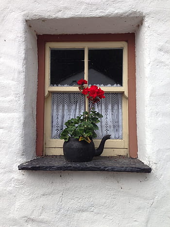 Fenster, Irland, Teekanne, Geranie, draußen, Dekoration, rustikal, Landschaft, Blumentopf, Blume, Haus
