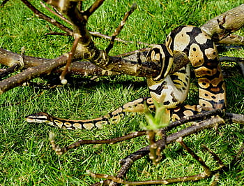 snake, python, ball python, cute, constrictor, boa, beauty, reptile, scale, close, python regius
