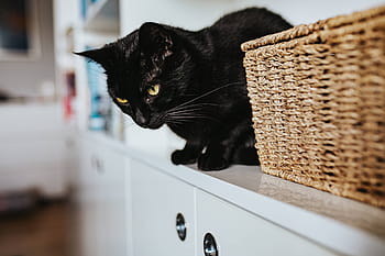 hitam, kucing, keranjang anyaman, putih, rak rak buku, kucing hitam, rak buku, rak, hewan peliharaan, hewan, buku
