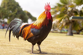 rood, zwart, geel, haan, dier, aviaire, vogel, veren, macro, gevogelte, jonge haan