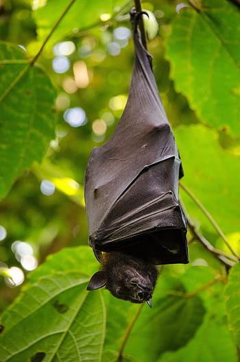 black, bat, sleeping, hanging, leaves, nature, leaf, hang, animal world, flying dog, batman