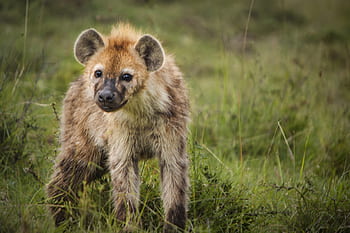 zvíře, hyena, divoký, divoký život, Afrika, safari, Příroda, nikon