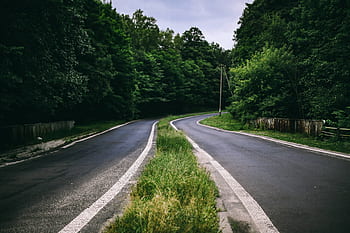 verde, grama, folhas, árvores, floresta, parque, caminhada, ao ar livre, turismo, caminho, bosques