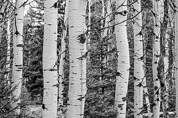 bosquet, noir, blanc, tremble, des arbres, noir et blanc, la nature, forêt, paysage, scénique, tronc