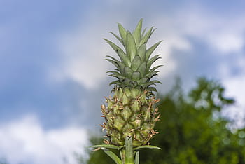mini pineapple, pineapple, plan, eat, tropical, fruit, small, baby, sweet, background, nature