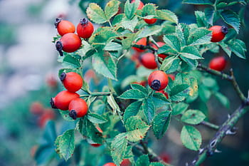 selektiv, fokus fotografering, grøn, bladede, plante, rød, rund, frugter, blade, planter, natur