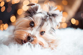 ミニ犬のスナック、 かわいい、 ヨークシャーテリア、 食べる、 ミニ、 犬、 スナック、 クリスマス、 動物、 ボケ、 クリスマスボケ