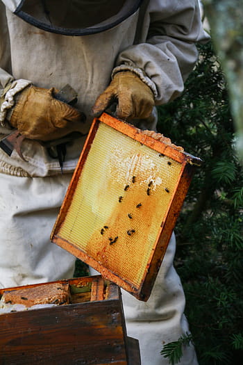Beekeeper, Honey, Hive, Bees, Nature, insect, cell, swarm, beekeeping, wax, beehive