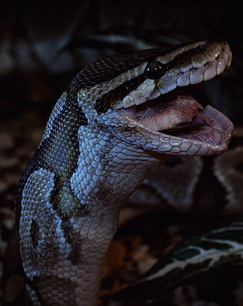 snake, prey, close, ball python, python regius, isolated, reptile, terrarium, head