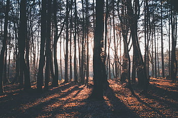 nature, landscape, forest, woods, sun, sunny, leaves, green, autumn, fall