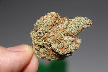 osoba, hospodářství, zelená, kush, plevel, konopí, marihuana, stoner, hrnec, 420, ganja