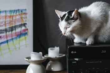 猫の肖像画、 猫、 肖像画、 ペット、 動物、 飼い猫、 技術、 屋内、 1匹