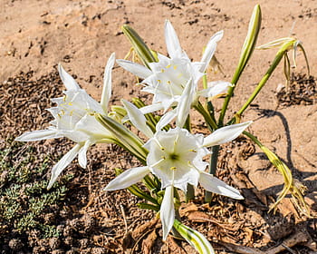 pancratium maritimum, lily, flower, sand, plant, flora, nature, cyprus