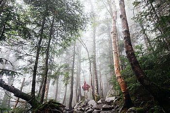 Bäume, Wald, Natur, Wandern, Wanderung, Versuch, Mann, Felsen, draußen, Weg, Jacke