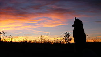 silhouette, dog, sits, grass field, golden, hour, sunset, wolf, profile dog, animal, husky