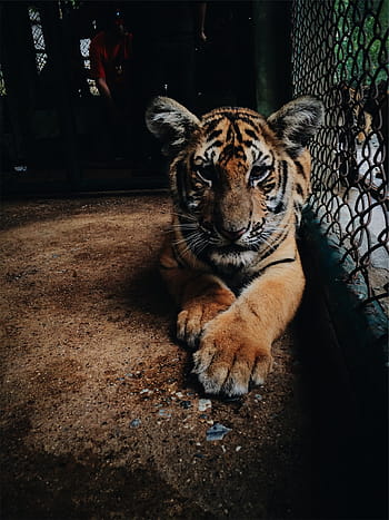 tigre in gabbia, Bengala, tigre, dentro, gabbia, animale, zoo, un animale, fauna selvatica, animali allo stato selvatico, a strisce