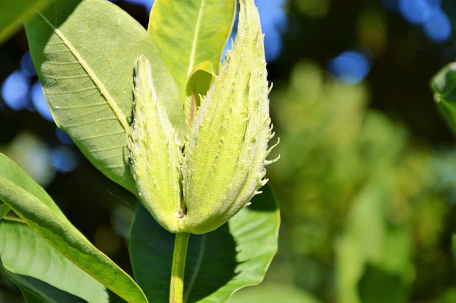 silk plant, tubercular silk plant, asclepias tuberosa, plant, flower, green, nature