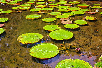 vodní, Krásná, krása, botanické, botanický, exotický, květinový, květ, zahrada, obří, zelená