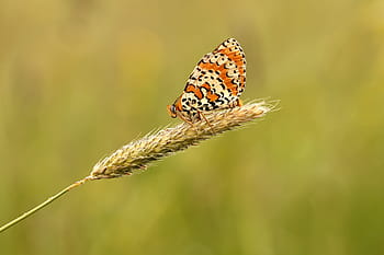 selektivní, zaostřovací fotografie, oranžový, bílý, motýl, posazený, pšenice, louka, Příroda, makro, letní