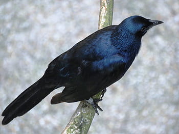 Brainfever Bird, Cuckoo Bird, kuyil bird, one animal, animal themes, animal wildlife, animals in the wild, bird