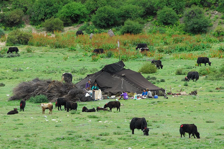 Tibet, Nomads, Nature, grass, animal, herd, grazing, animals in the wild